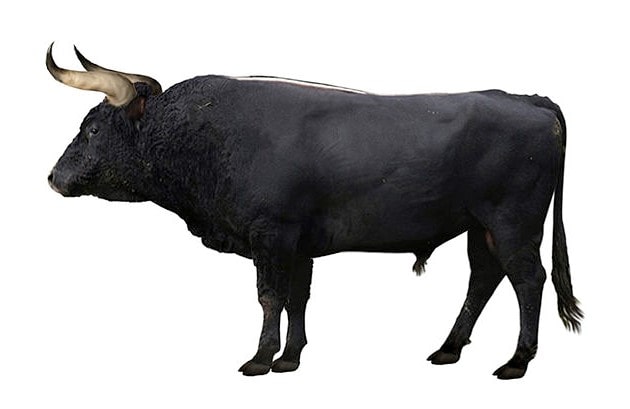 The mighty aurochs or rem.