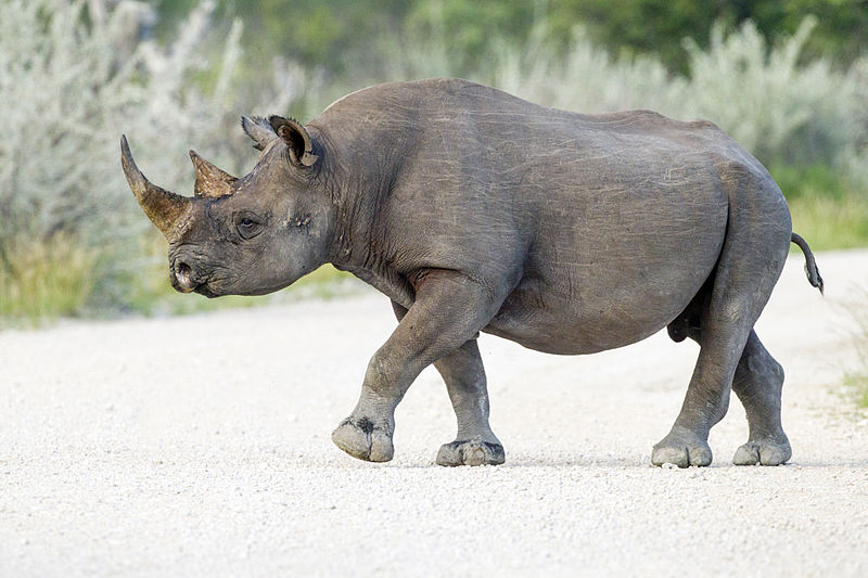 The two-horned monokeros: the Black Rhino