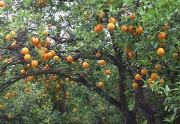 Trees provide food for their communities.