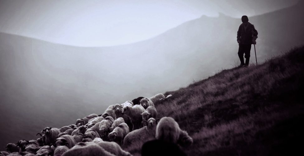 Sheep in dark valley