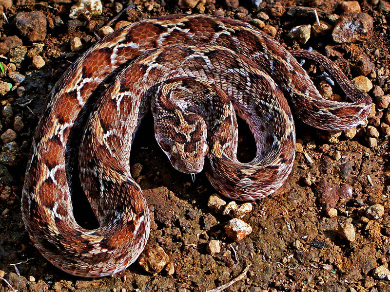 As Moses Lifted Up the Serpent in the Wilderness - Saw-scaled viper